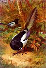 Archibald Thorburn Canvas Paintings - Magpies